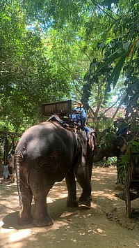 หมู่บ้านช้างพัทยา